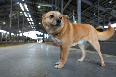 犬